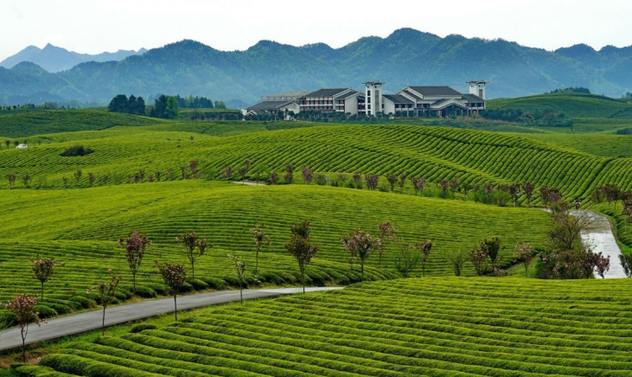春天是赏茶品茶最佳时刻,湄潭县的中国茶海景区以4.
