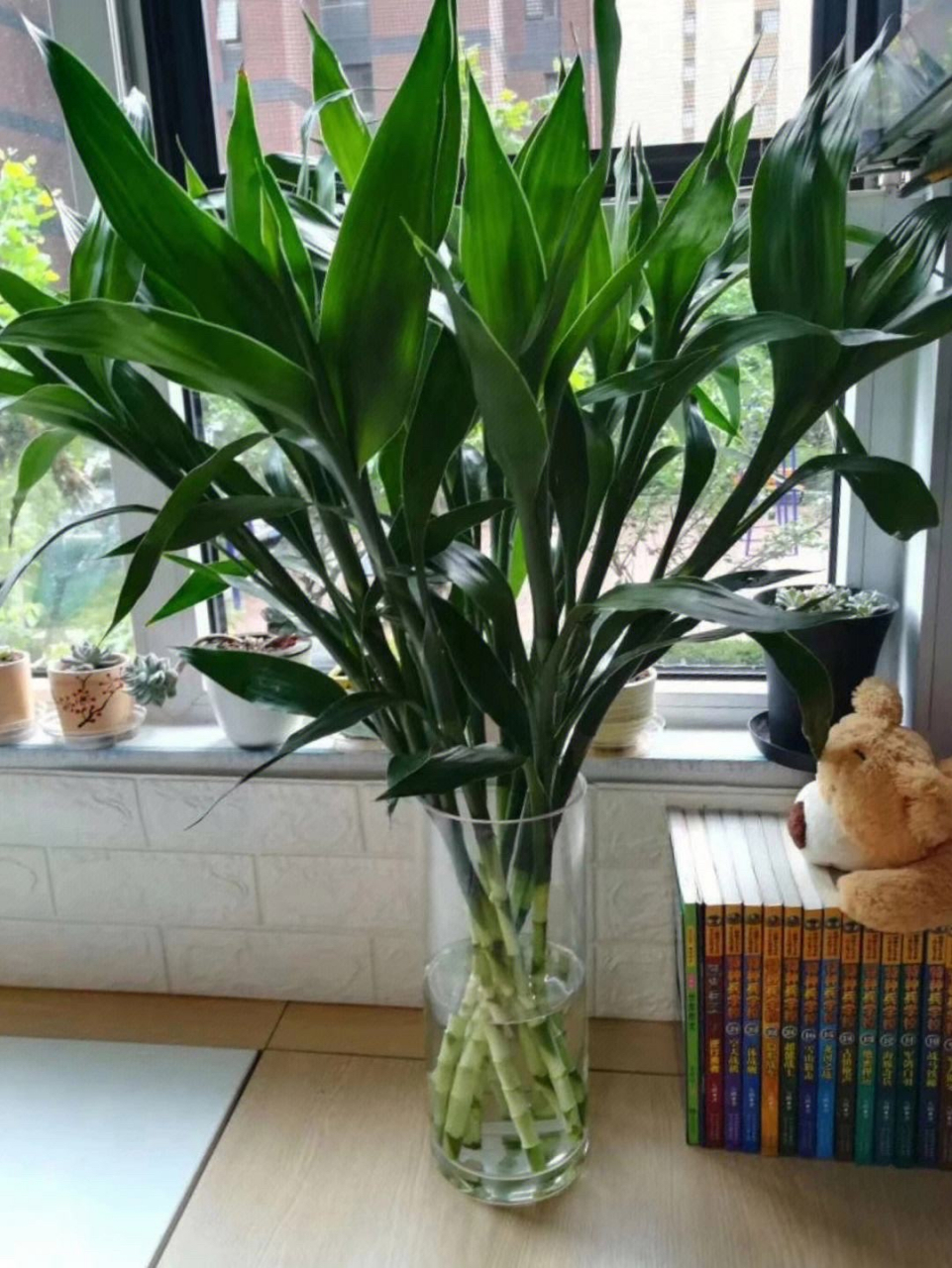 富贵竹适合放在家里以下位置:  1. 客厅:增添生机和美感.  2.