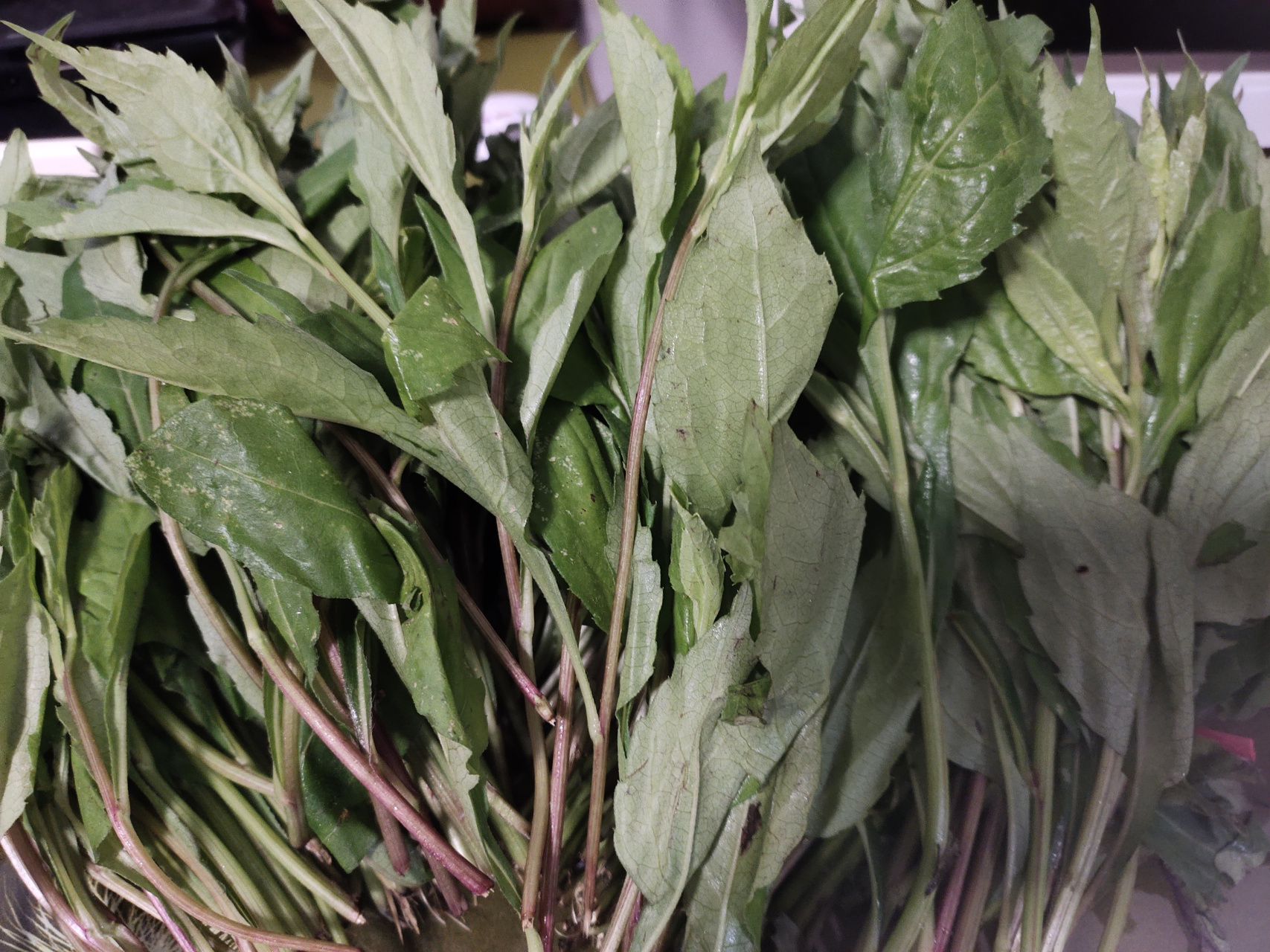 老家带来的纯天然野菜--柴胡,这是在春季食用的,吃它的嫩苗.