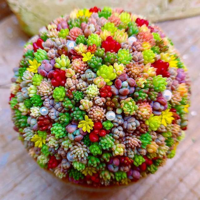 越养越丑的"五多肉",别再当成宝,拉入"黑名单",新手不要碰