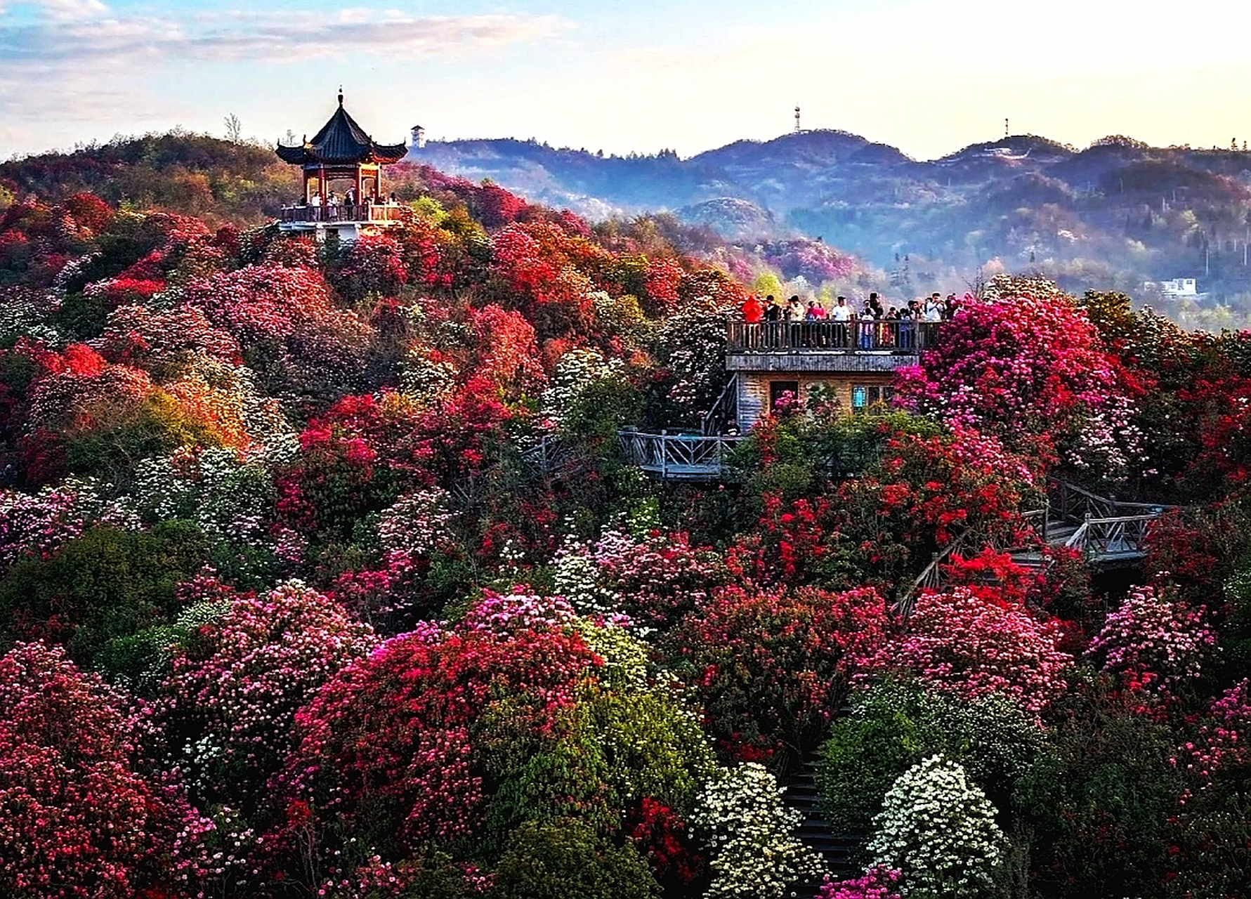 96醉人的仲春时分,贵州省毕节市的百里杜鹃景区简直太美了!