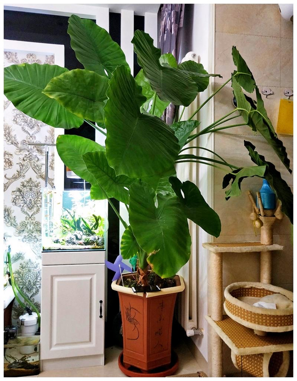 滴水观音是天南星科海芋属多年生草本植物.