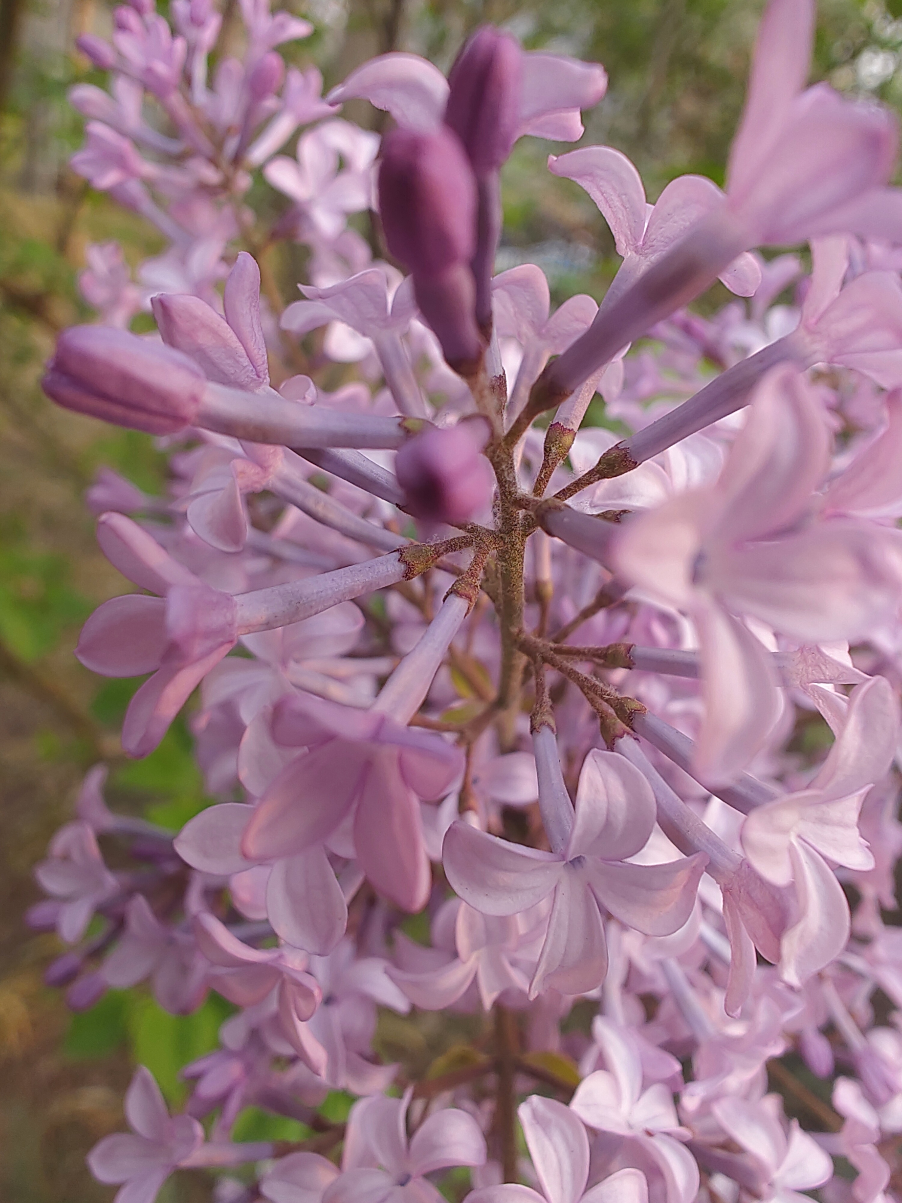 清明时节郊外踏青,沉醉于丁香花的淡雅中