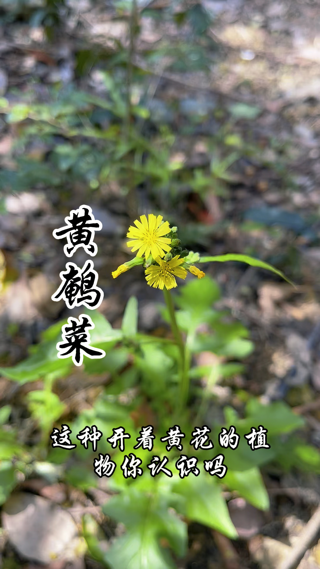 黄鹌菜又称还阳草全株可食形似蒲公英