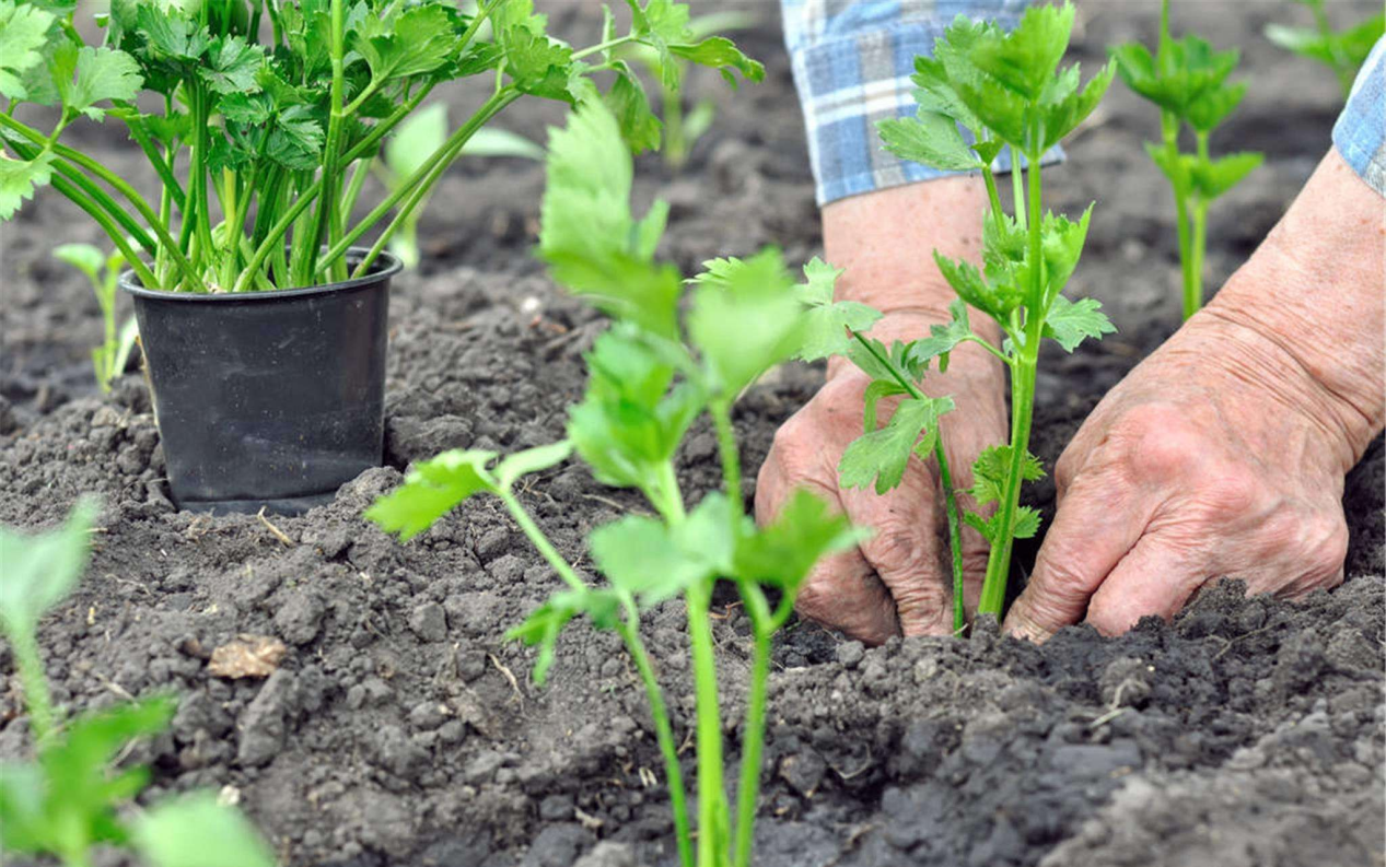 春季到来,万物生发,正是种植各种蔬菜的最好时期