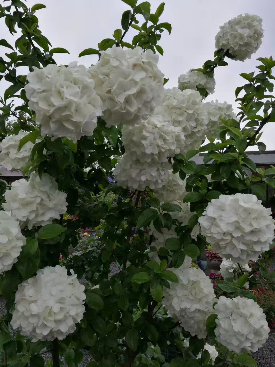 这种木绣球,绣球中的极品,喜欢吗?