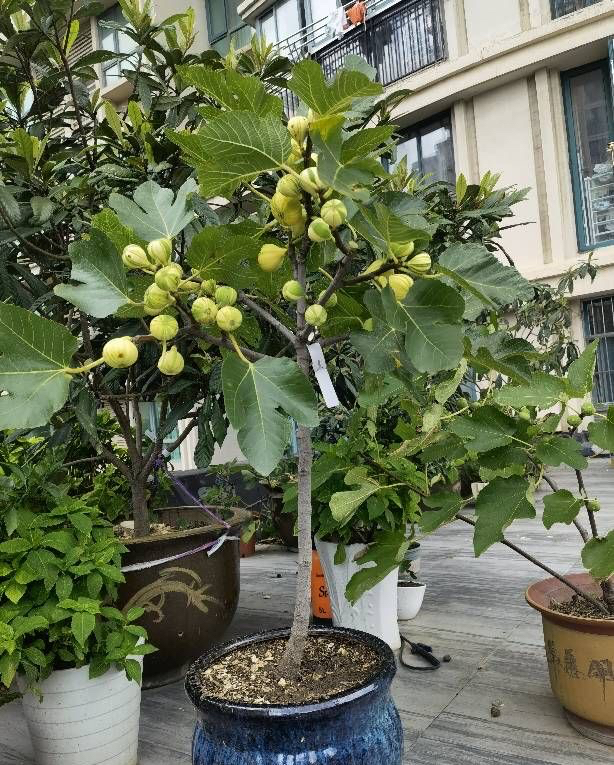 无花果树能种在院里吗