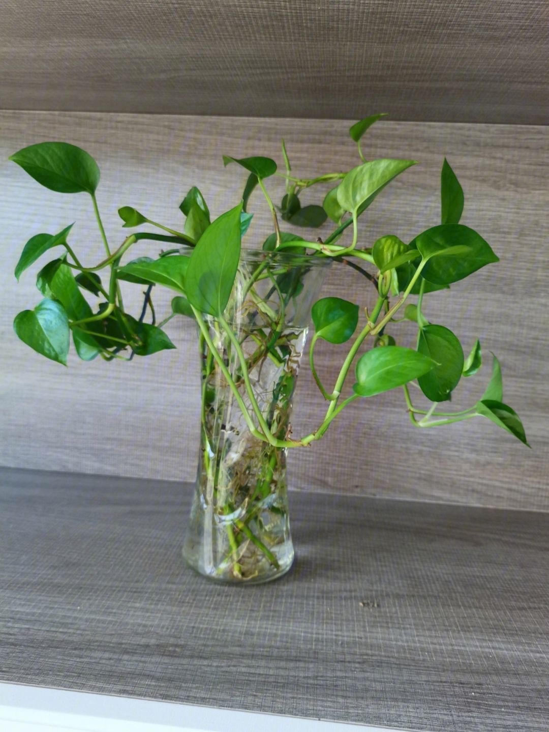 绿萝和吊兰可以放在一起养