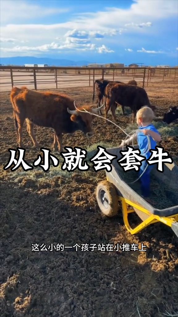 老外的小孩从小就会套牛了