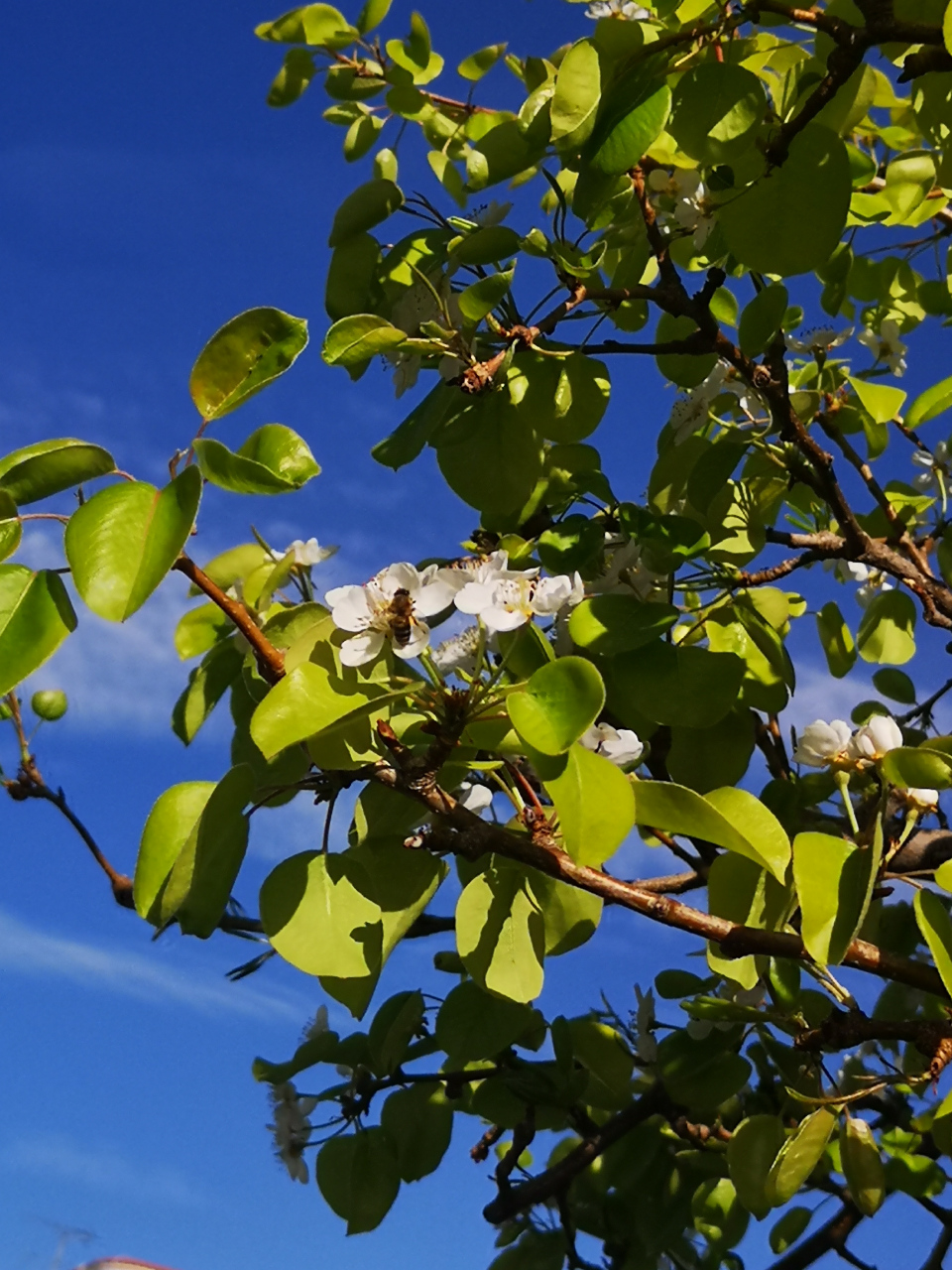 阳光明媚的春天里,路边的树开满白色小花,洁白无暇,在微风中摇曳.