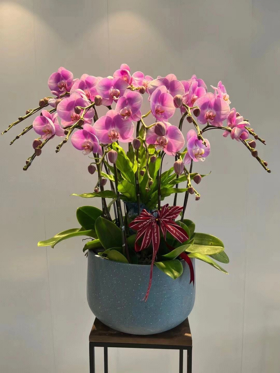 蝴蝶兰是一种常见的花卉,具有以下特点:  1.