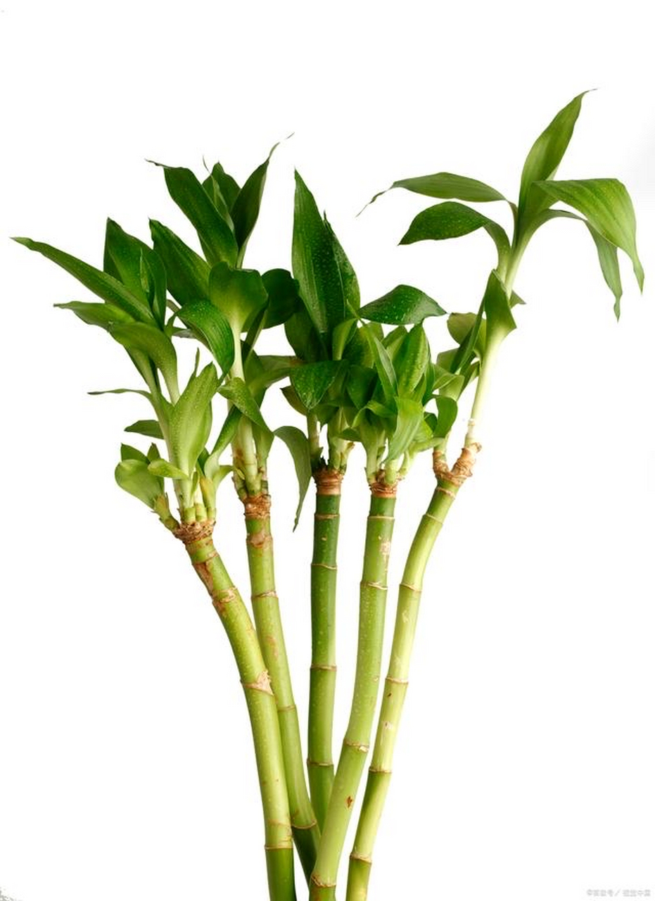 富贵竹修剪黄叶可以按照以下步骤进行:  1.