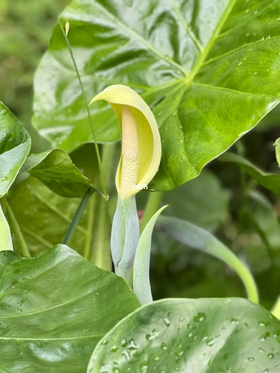 滴水观音是天南星科海芋属多年生草本植物.
