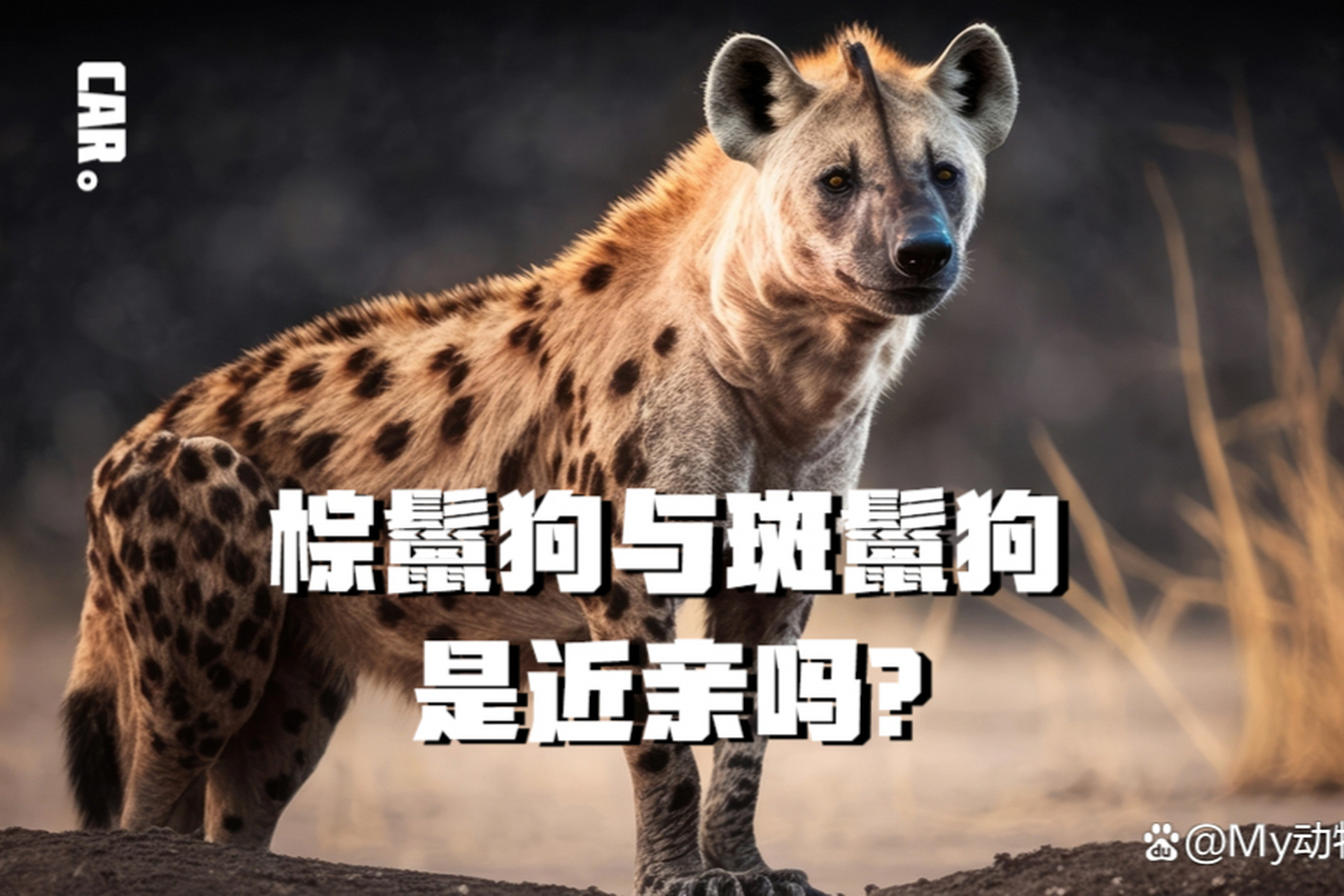 棕鬣狗和斑鬣狗的名称相似,但它们其实是两种完全不同的动物哦!