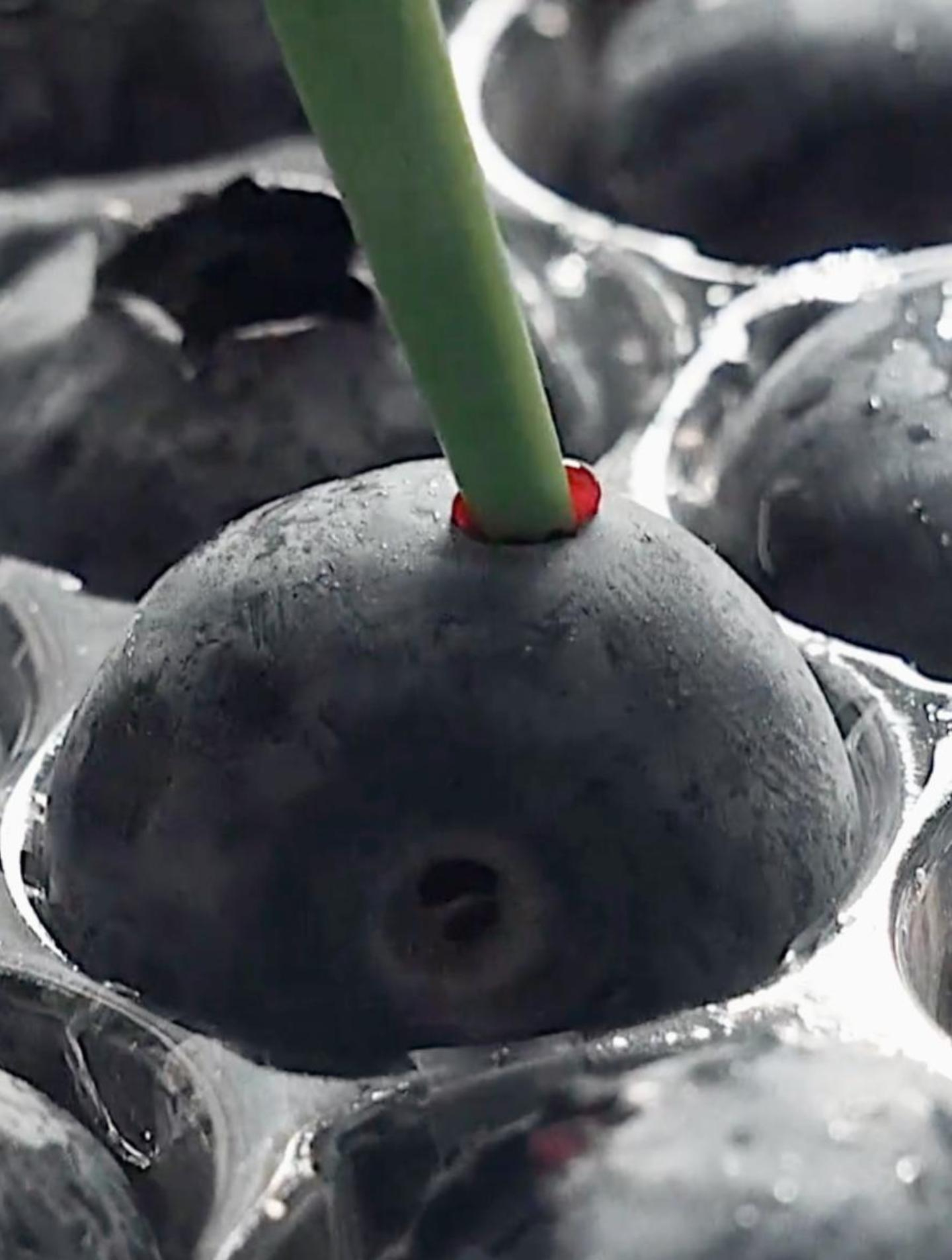 国货之光——云南露天l25蓝莓!