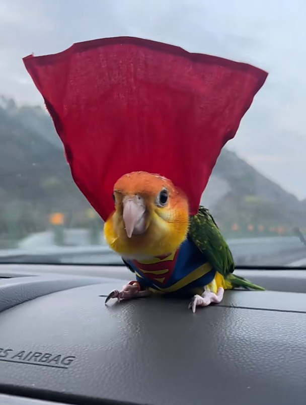 带我的咸蛋超鸟出来兜风咯