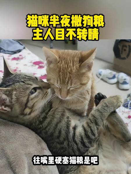 猫咪半夜撒狗粮主人目不转睛