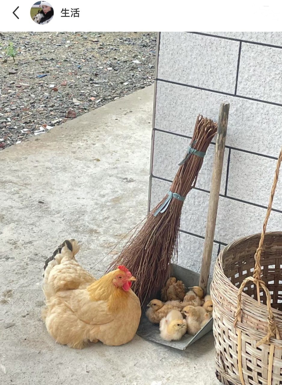 雨天母鸡遮挡小鸡图片图片