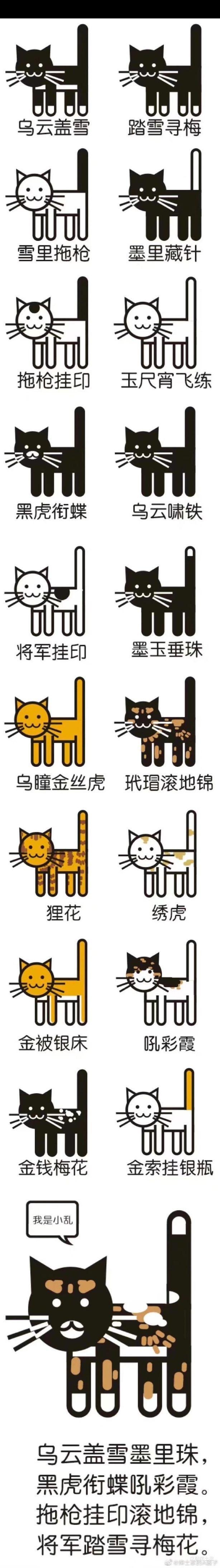 猫谱图片欣赏图片