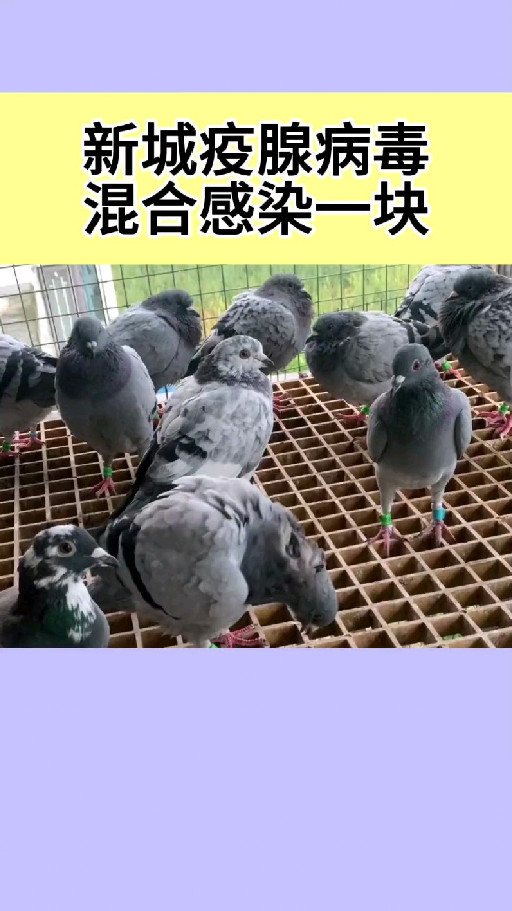 新城疫腺病毒混合感染一块爆发