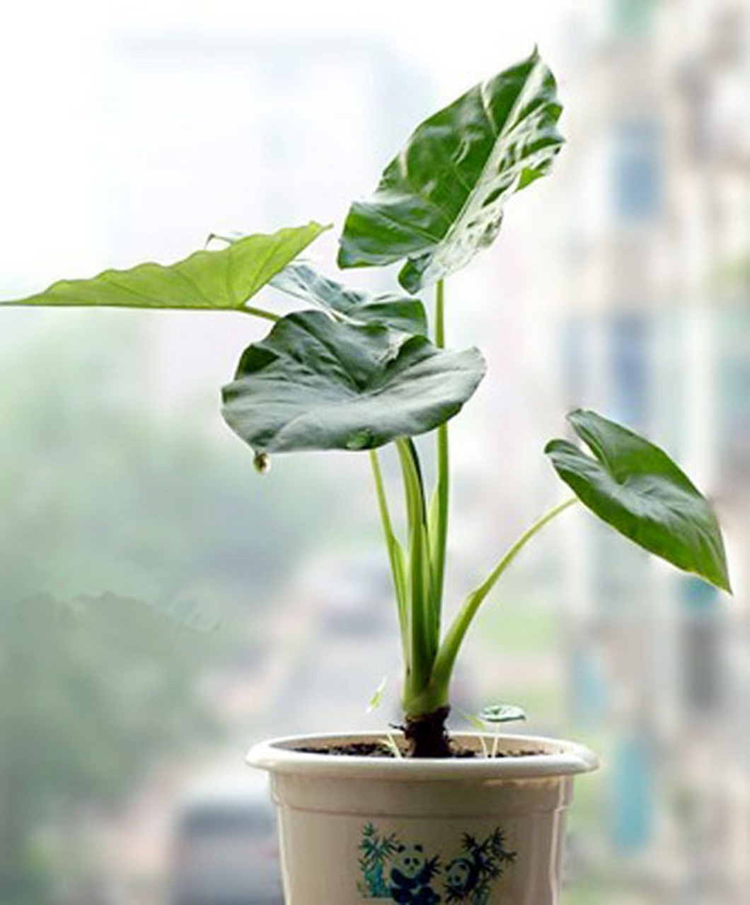 滴水观音是天南星科海芋属多年生草本植物.