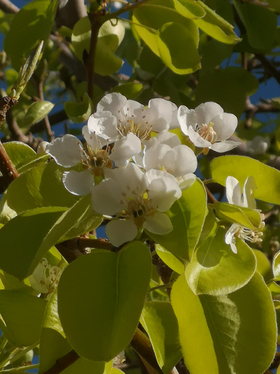 阳光明媚的春天里,路边的树开满白色小花,洁白无暇,在微风中摇曳.