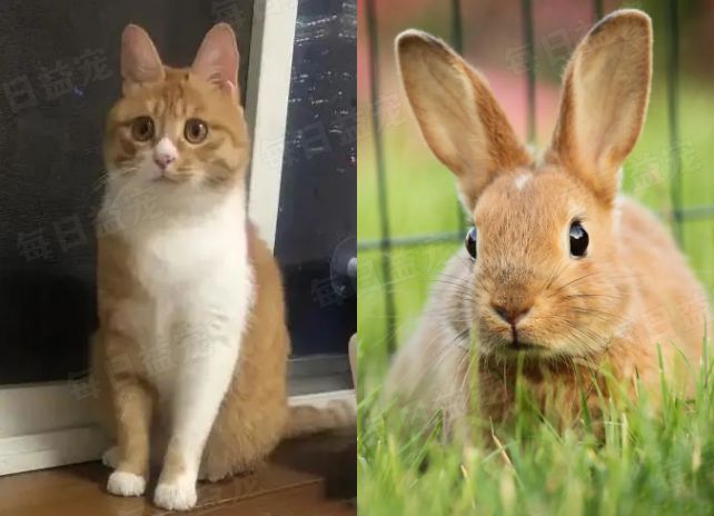 听说"兔兔猫"耳朵特别大,我寻思能有多大?好家伙,这么大!