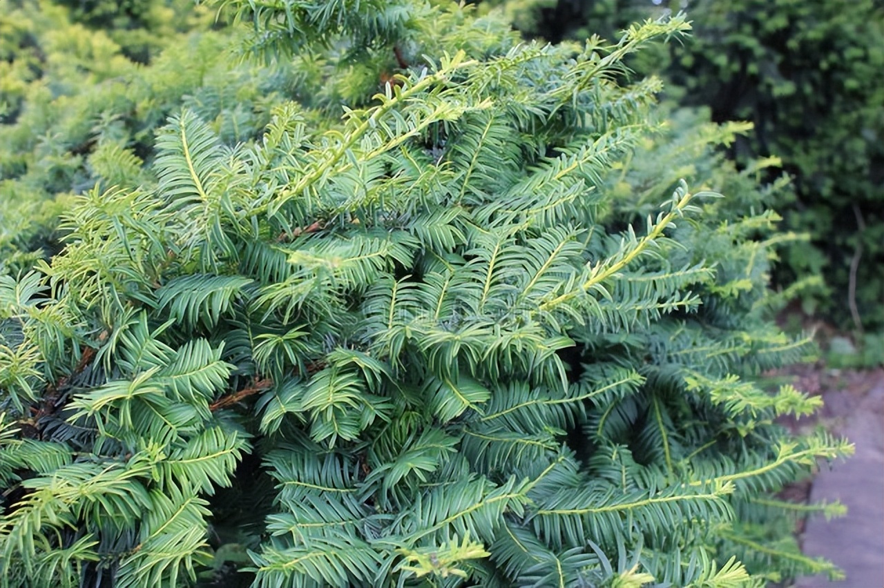 红豆杉的生活习性