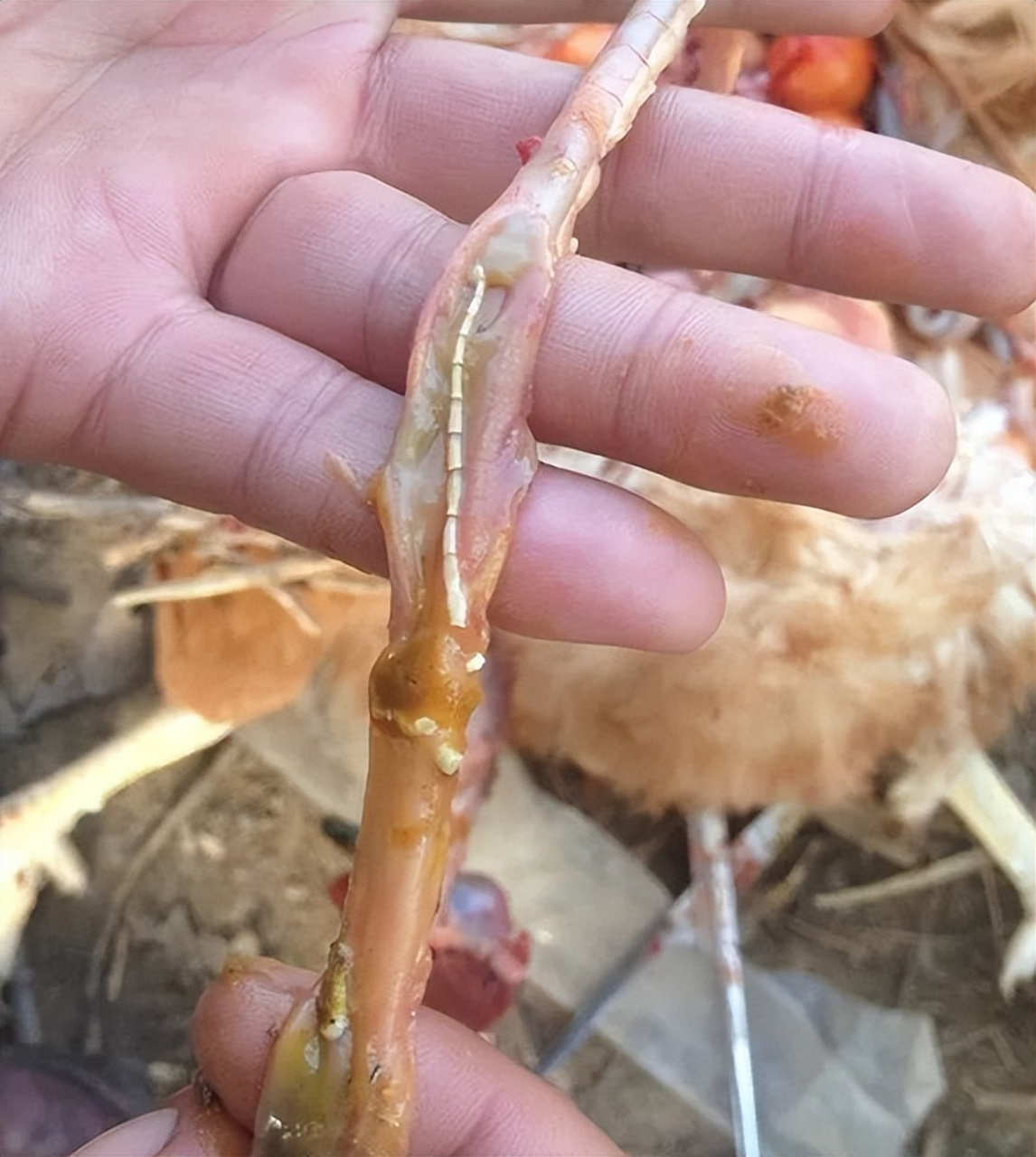 绦虫是鸡养殖中常见的寄生虫,寄生在鸡肠道,引起贫血,消瘦,下痢等症状