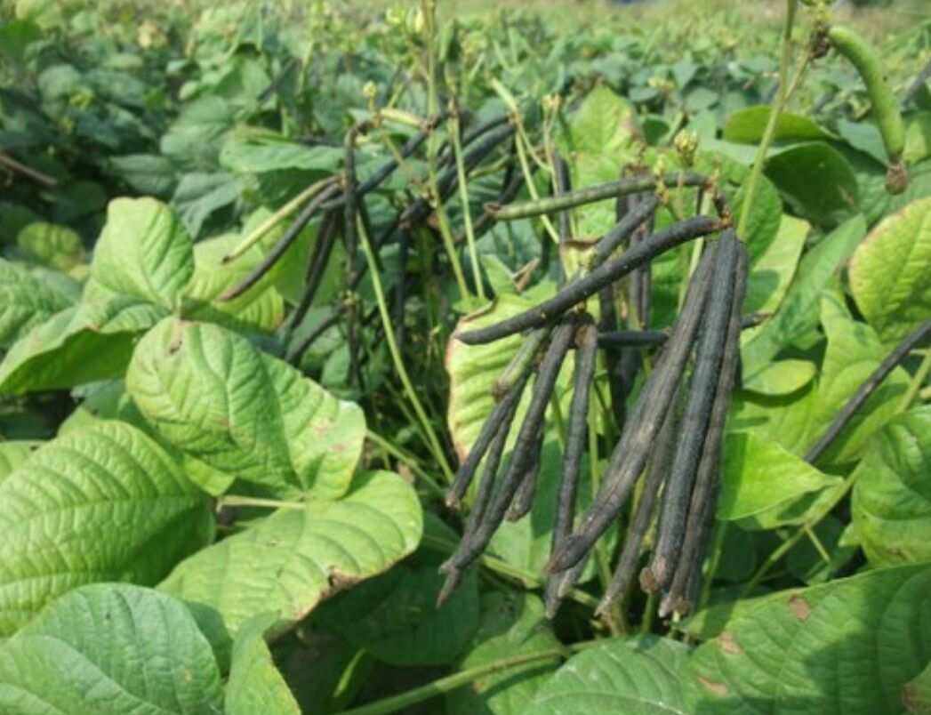 我国哪里的绿豆最出名中国十大有名的绿豆产地哪里的最好吃