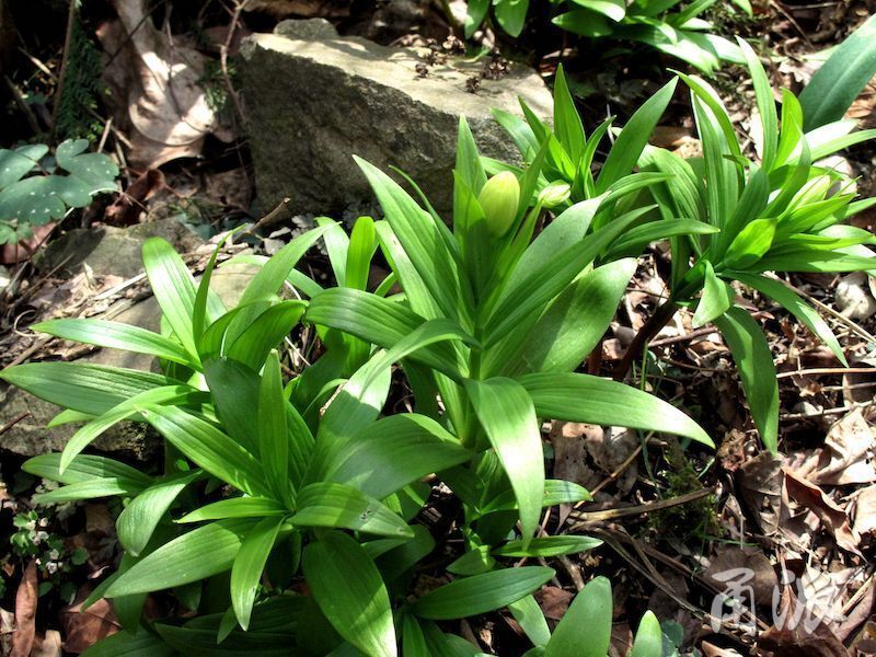 天目贝母!宁波再添重量级珍稀植物