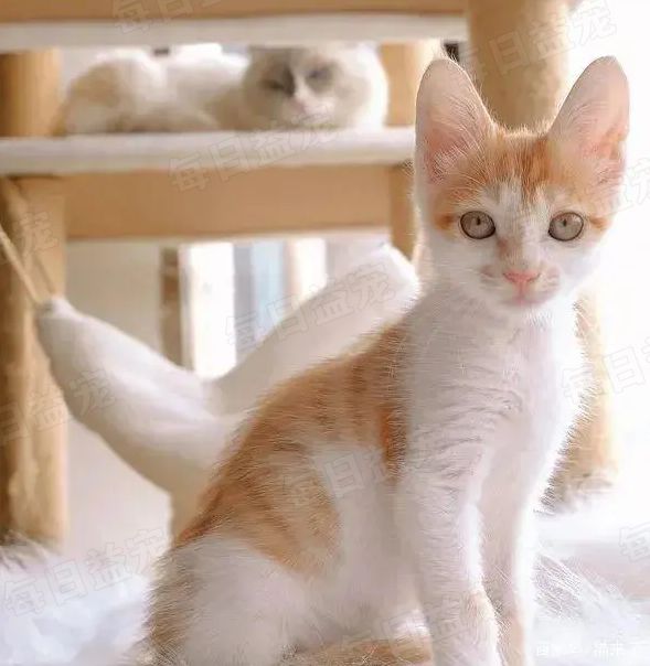 听说"兔兔猫"耳朵特别大,我寻思能有多大?好家伙,这么大!