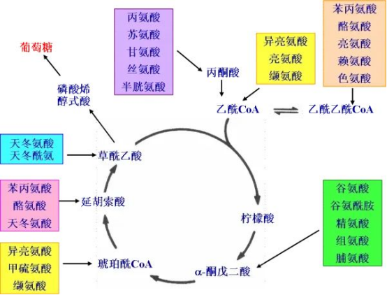 三羧酸循环途径图解图片