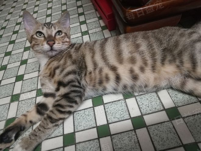 听说"兔兔猫"耳朵特别大,我寻思能有多大?好家伙,这么大!