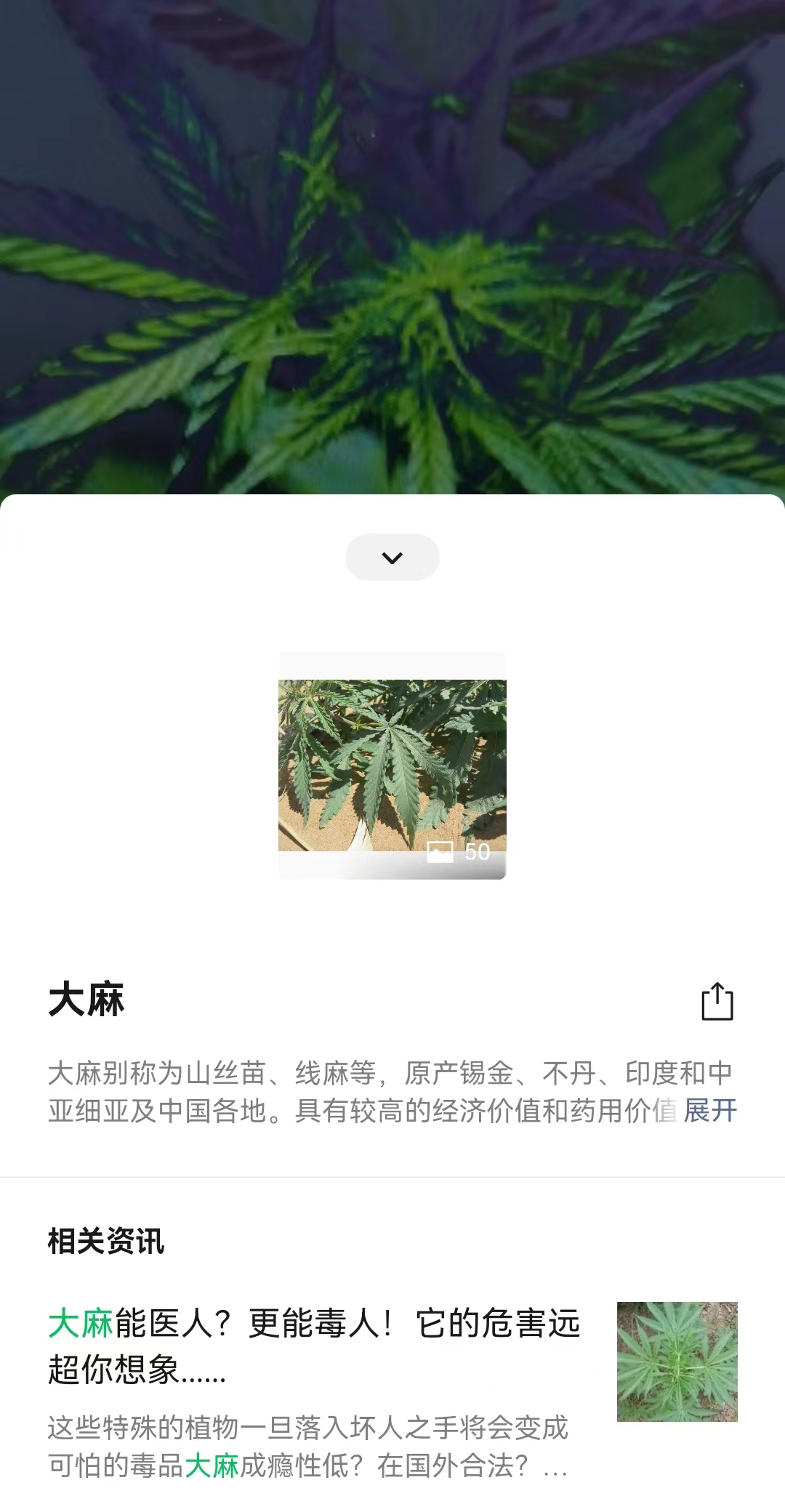 踏青注意 这些野菜有毒