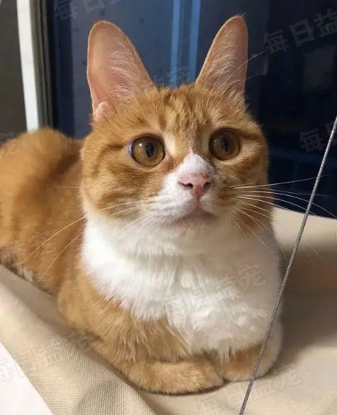 听说"兔兔猫"耳朵特别大,我寻思能有多大?好家伙,这么大!