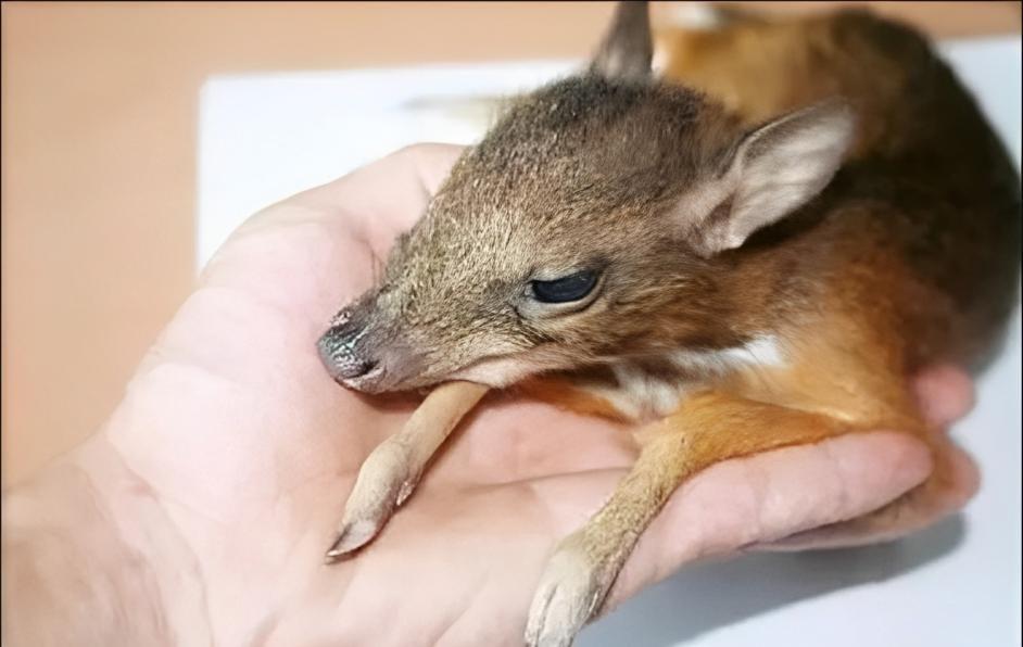 云南有种神秘鼠鹿个头不如一只兔子传说一下水就会死