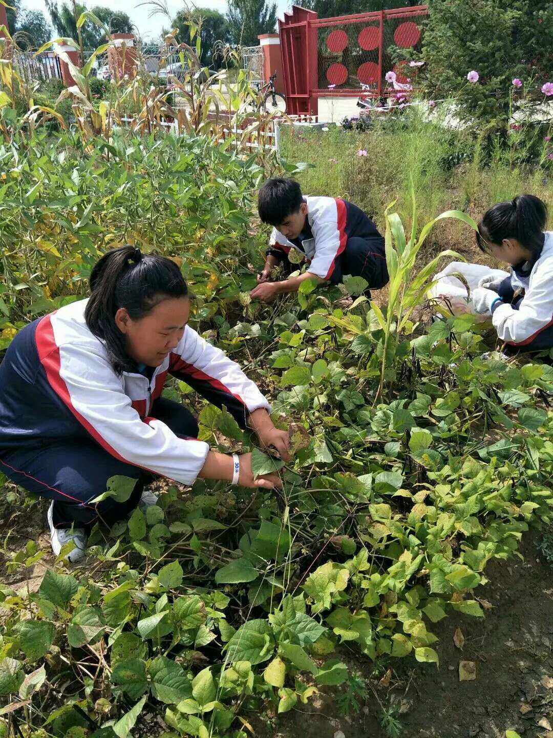 这些荣誉不仅证明了怀仁绿豆的品质卓越,也提升了其品牌知名度和市场
