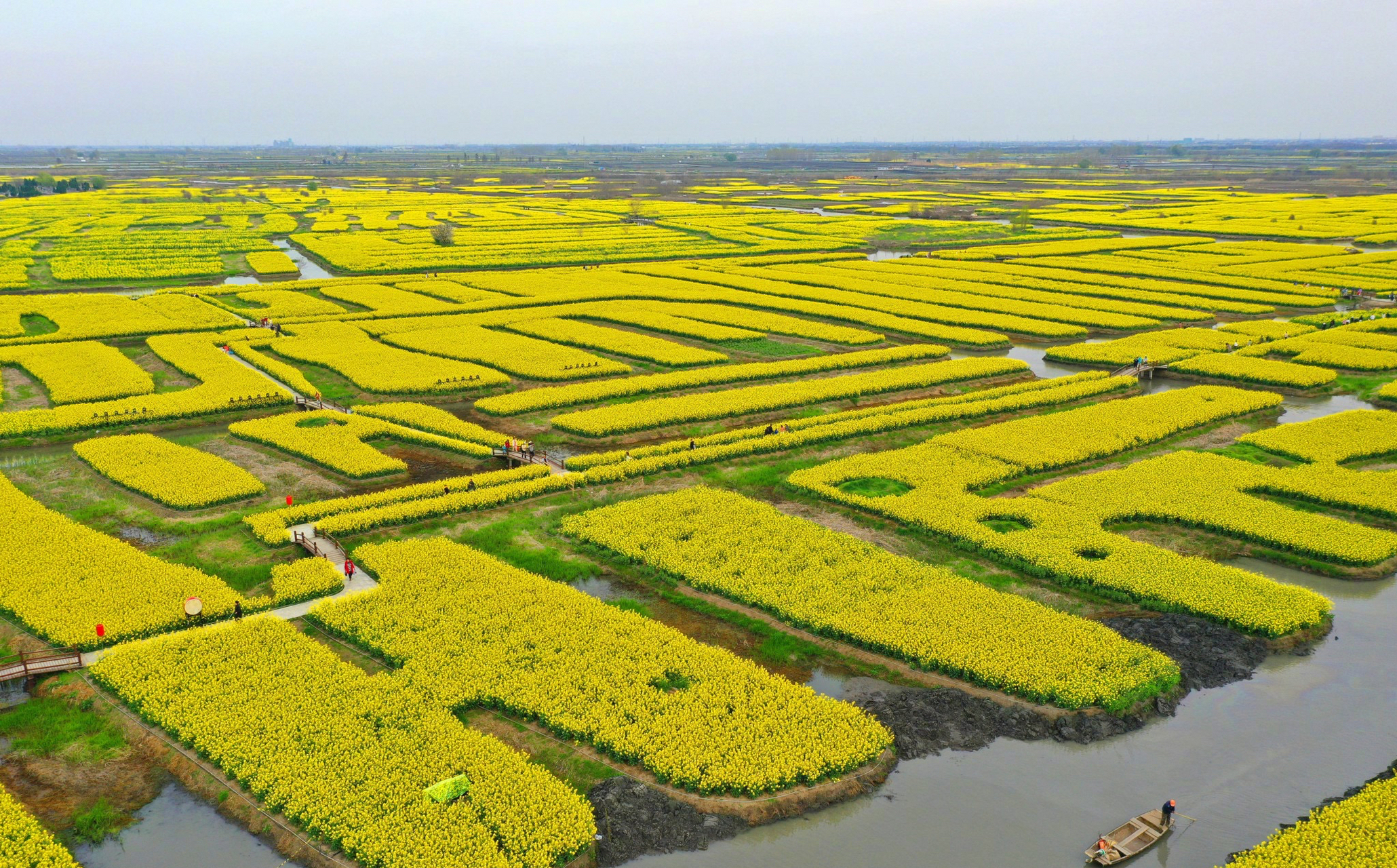 兴化千垛油菜花海美如画卷#】清明时节,春和景明,江苏兴化千垛景区