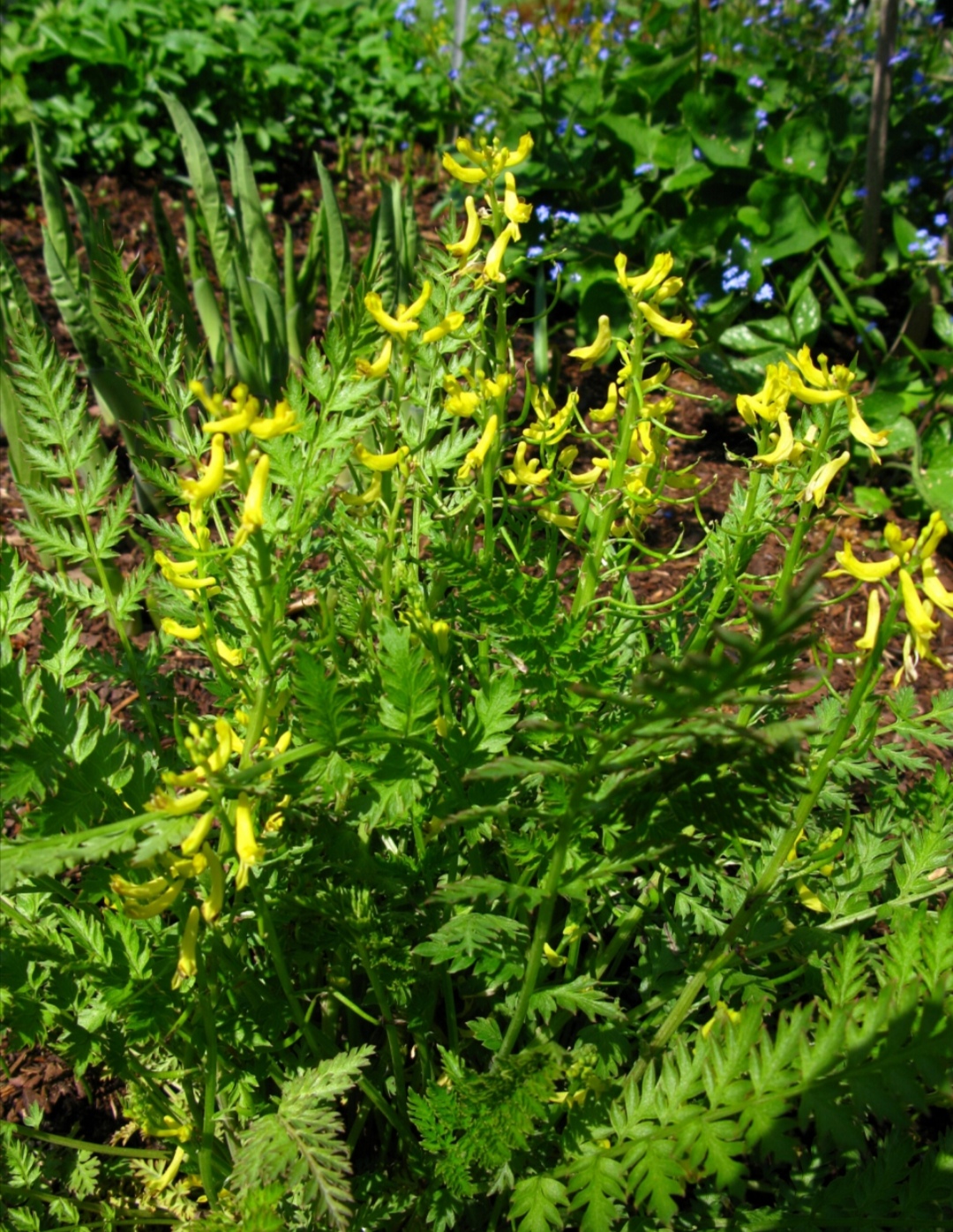 黄连的功效与作用