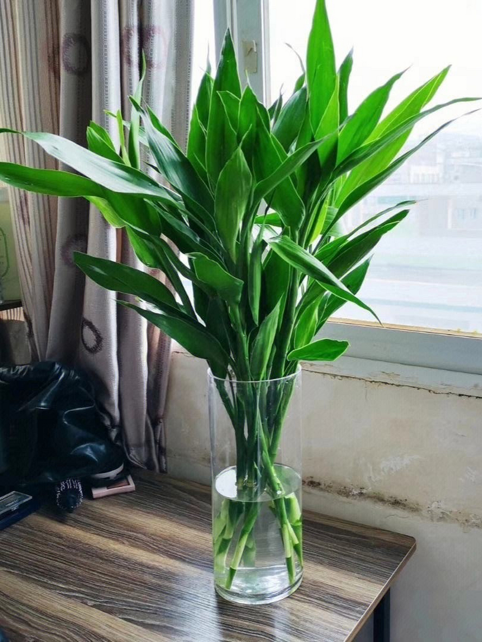 富贵竹适合放在家里以下位置:  1. 客厅:增添生机和美感.  2.