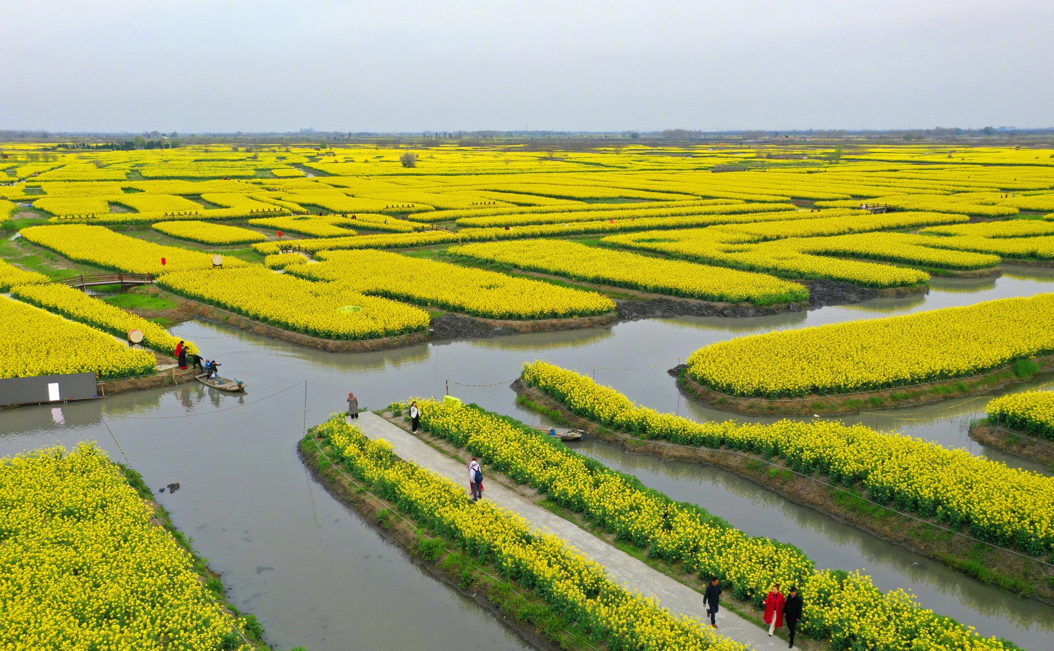 兴化千垛油菜花海美如画卷#】清明时节,春和景明,江苏兴化千垛景区