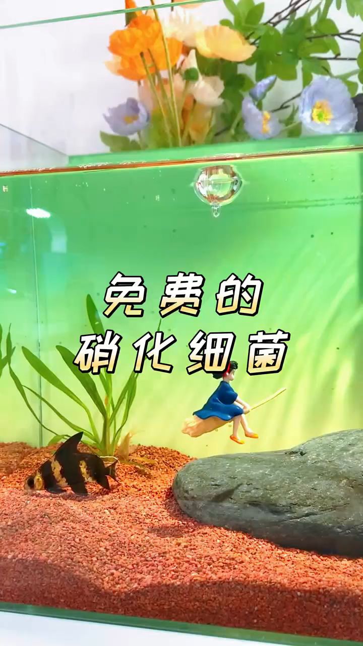 不要钱的鱼缸硝化细菌怎么培养?你学会了吗