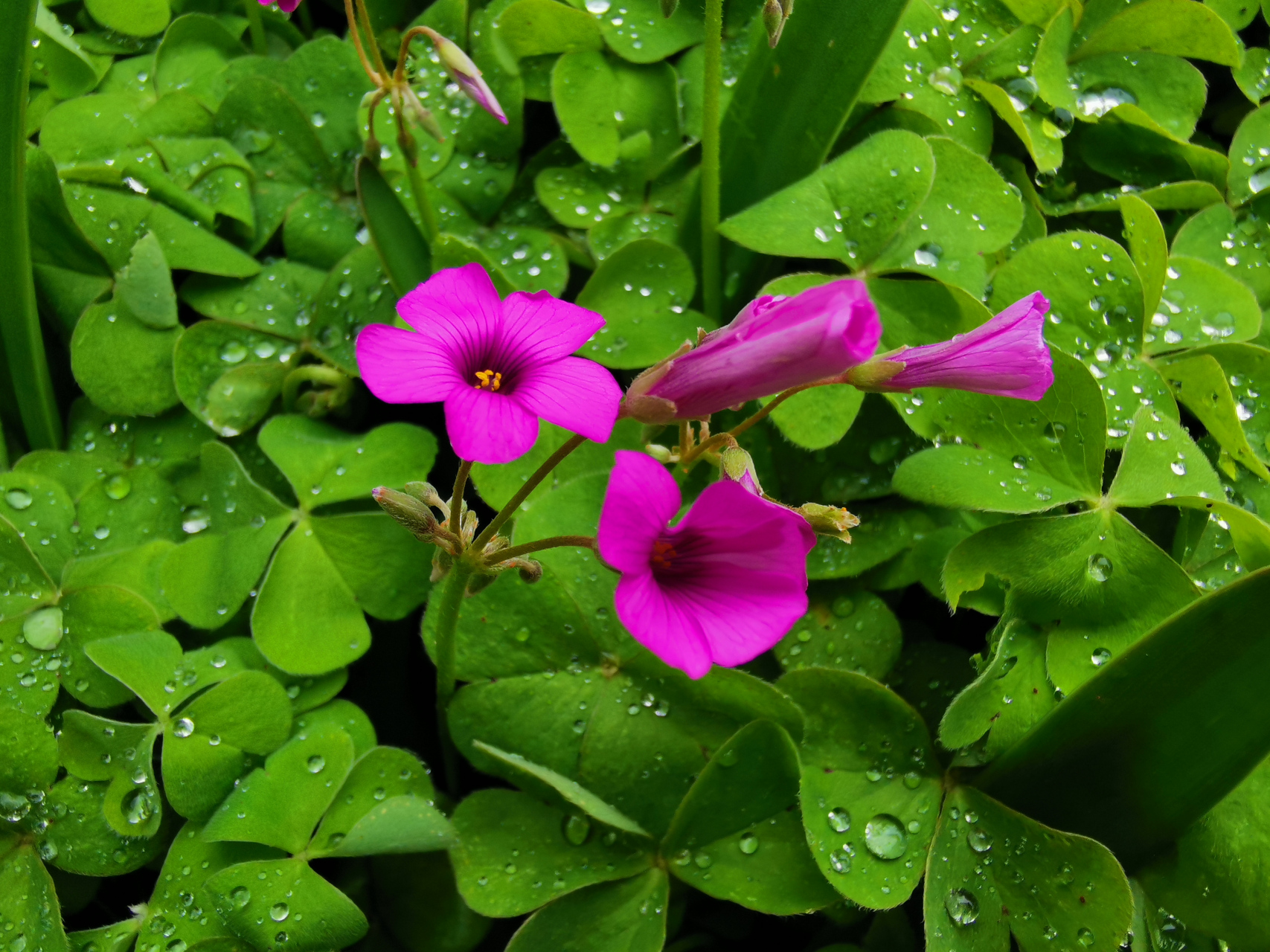 一朵朵小小的紫色的花儿,绽放着春日的风情,散发出淡淡的芳香,真是惹