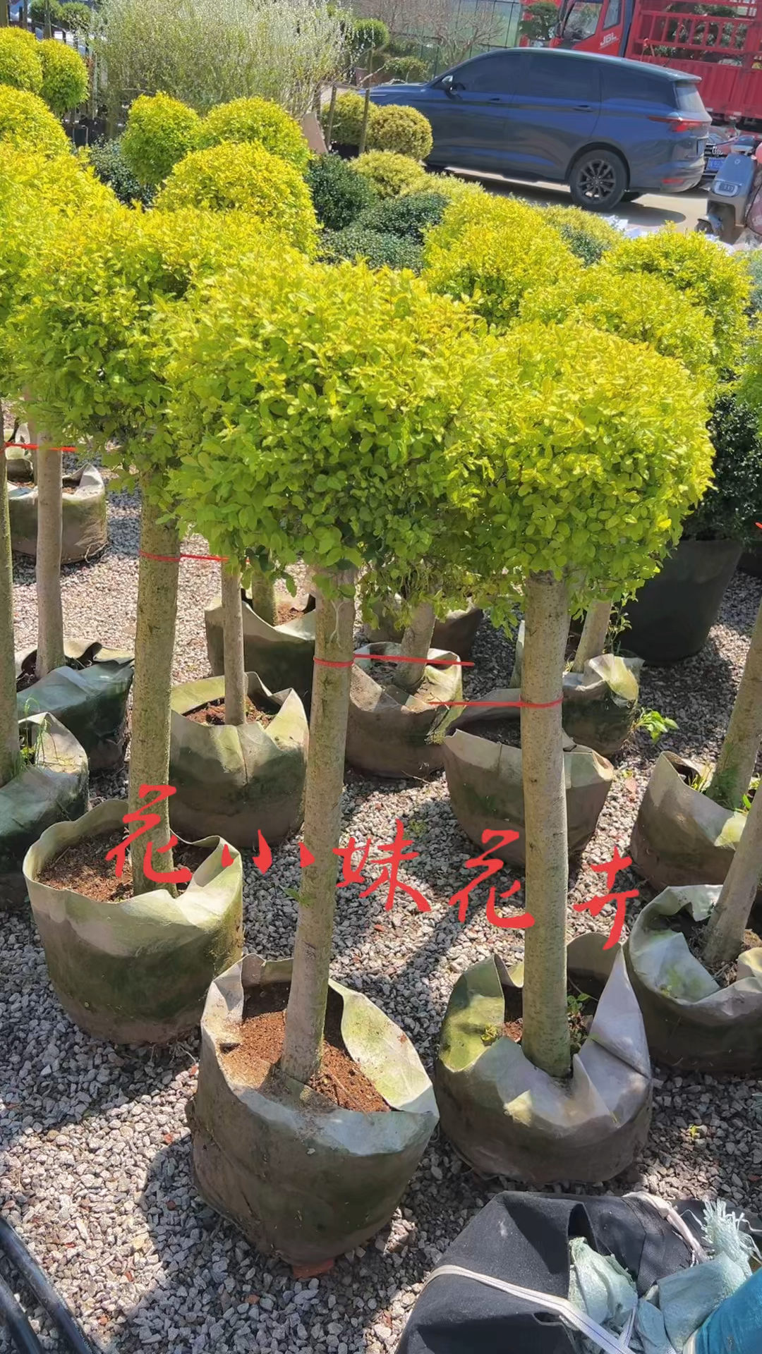 亮晶女贞棒棒糖四季不落叶适合庭院别墅农家小院栽植