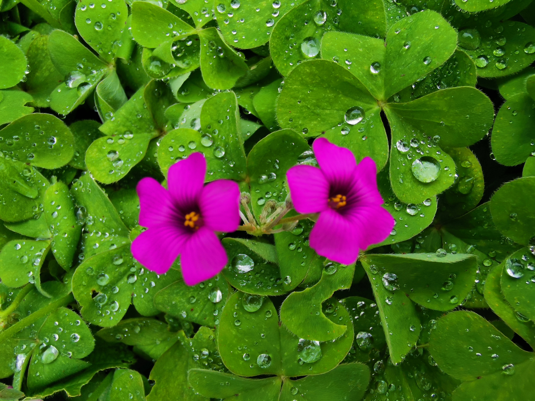 早晨,雨后,路边拍到的花儿.