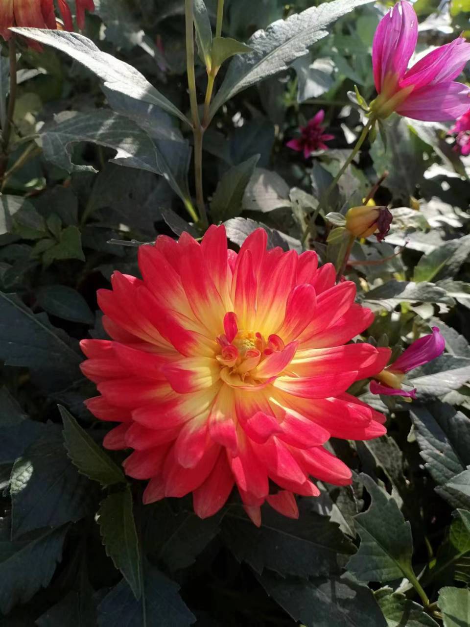 【最美辽宁】辽宁省丹东市:花开双色灼灼其华 作者:曲艺 #美好辽宁