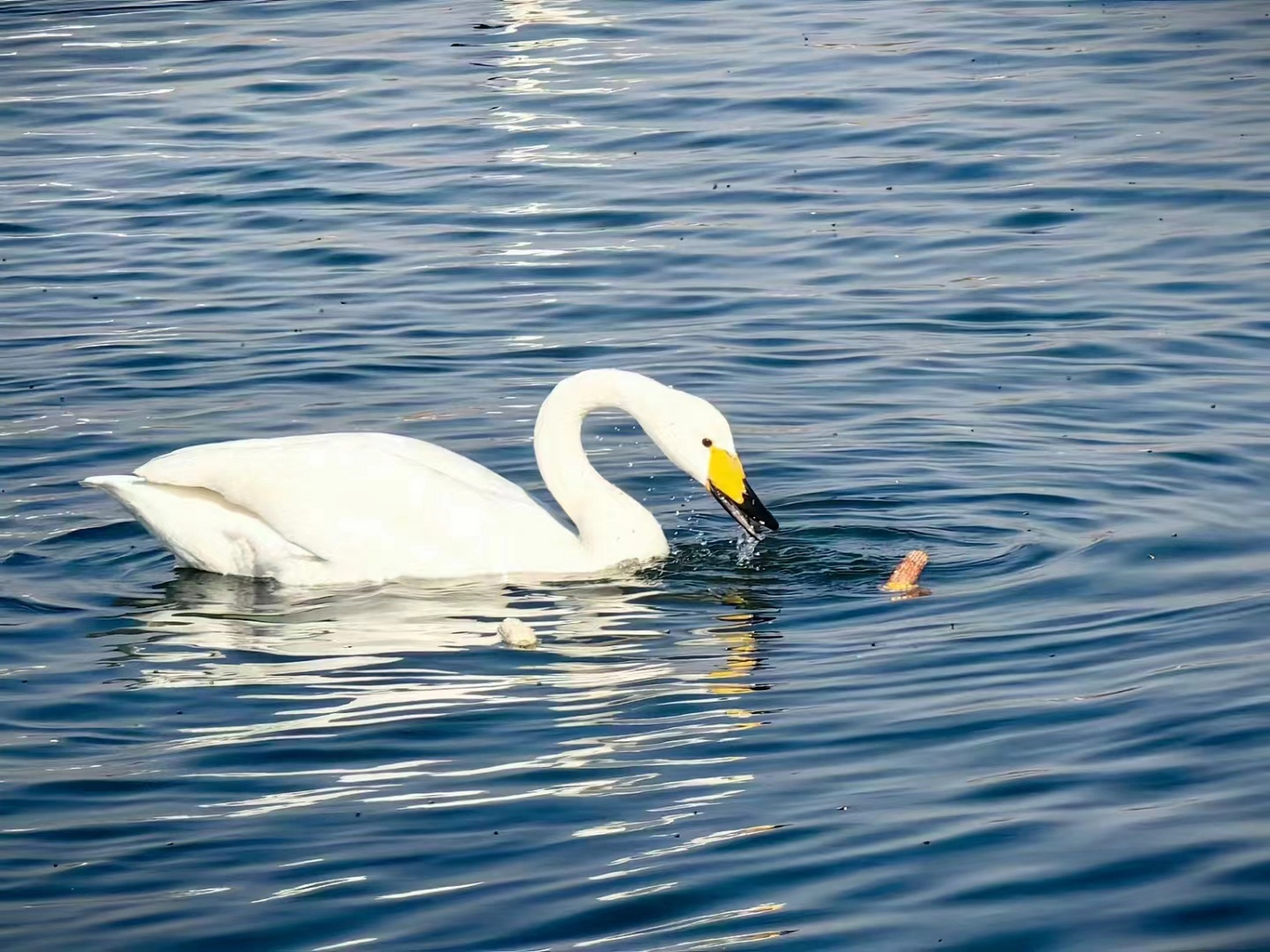 【最美辽宁】辽宁省锦州市:天鹅戏水 作者:刘欢 #新时代六地辽宁杠杠