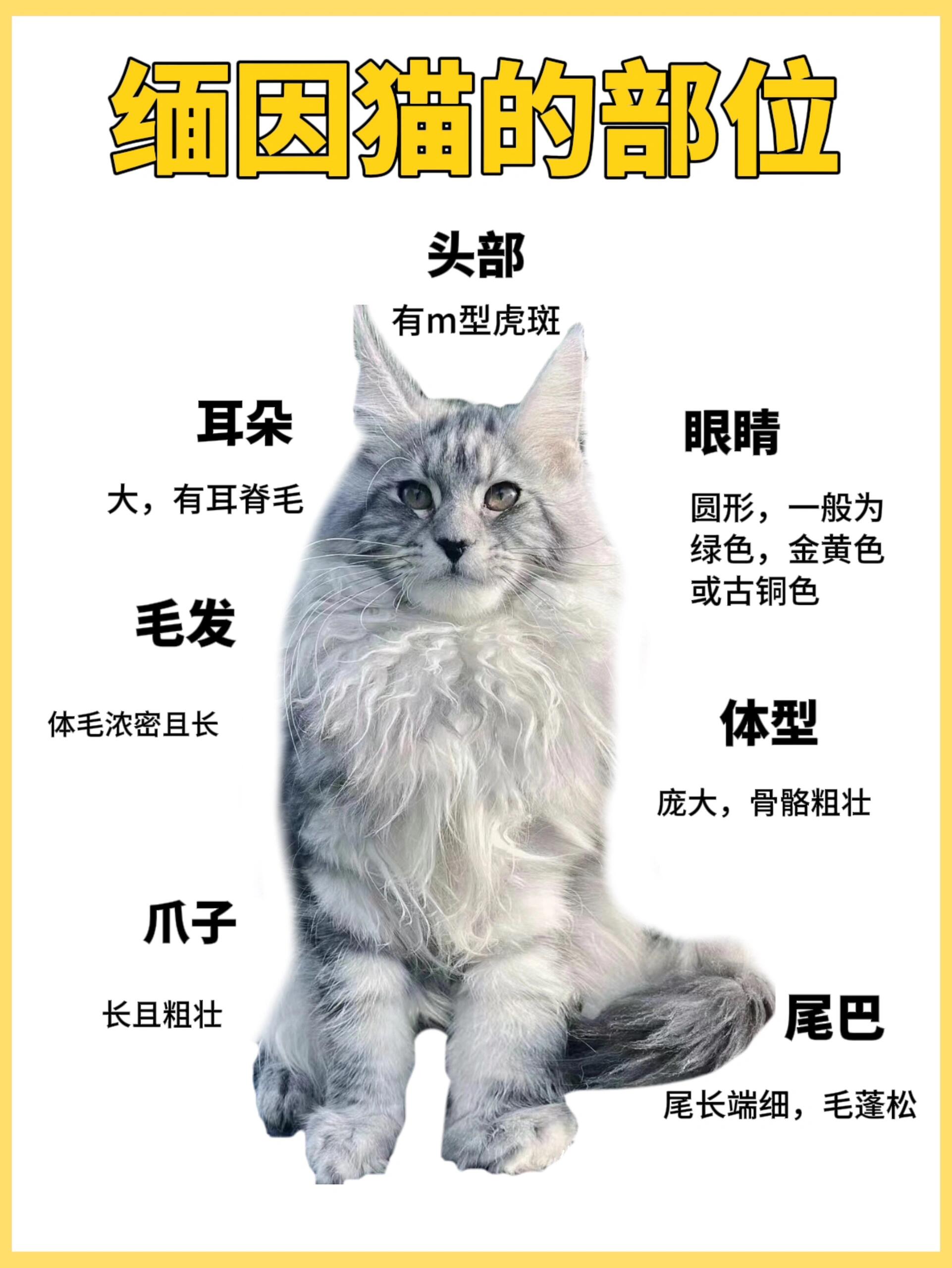 缅因猫体型有多大图片