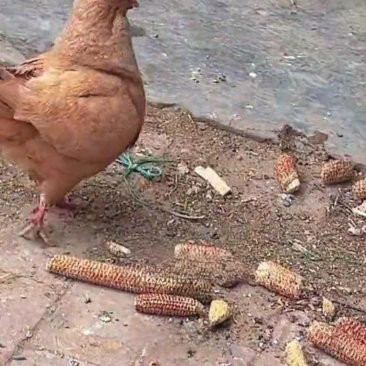 这鸽子怎么鸡里鸡气的,真不怕别人宰了当老母鸡炖汤?#搞笑